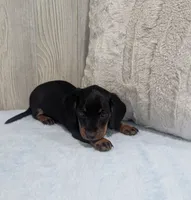 Silas, a male Miniature Dachshund for sale in Dundee, OH – 3 of 4