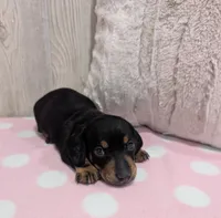 Sierra, a male Miniature Dachshund for sale in Dundee, OH – 3 of 4
