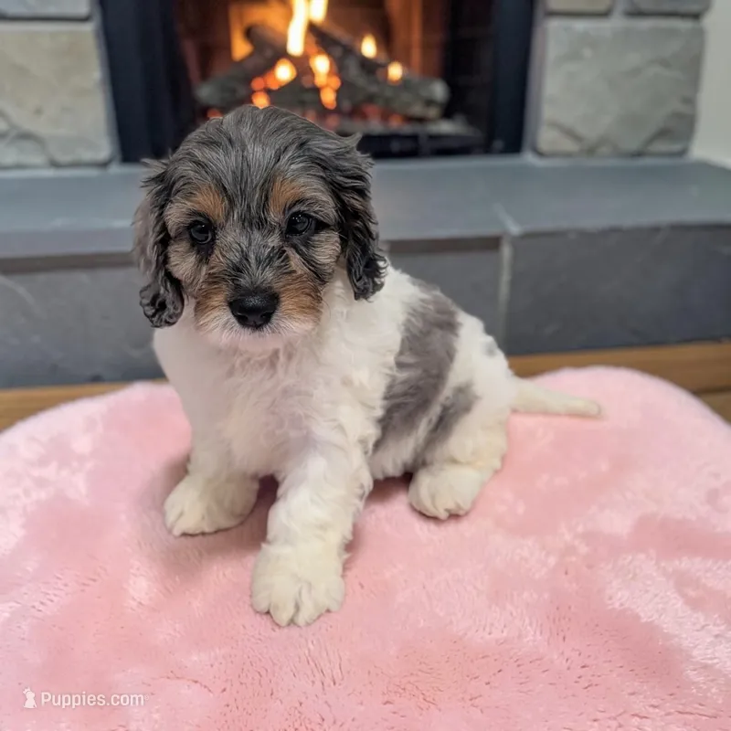 Callie – Cavapoo puppy for sale in Dundee, OH