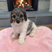 Callie, a female Cavapoo for sale in Dundee, OH – 1 of 6