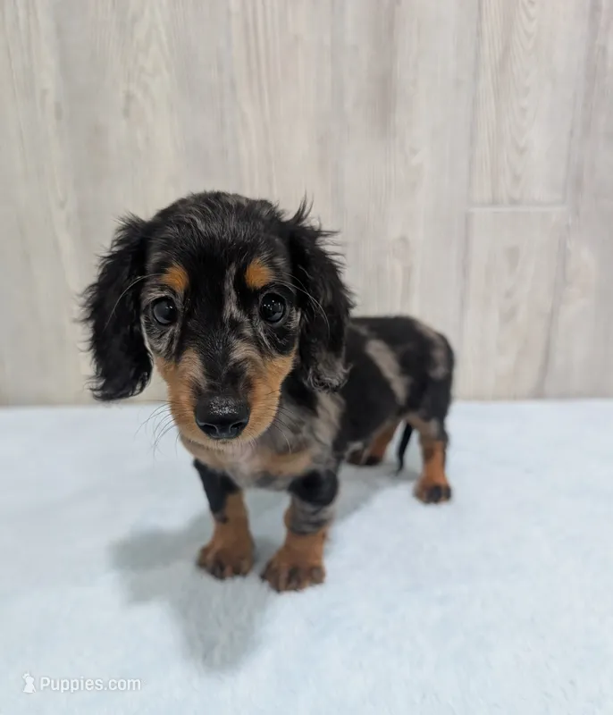 Prince – Miniature Dachshund puppy for sale in Dundee, OH