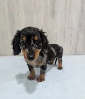 Prince, a male Miniature Dachshund for sale in Dundee, OH – 1 of 5