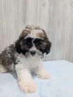 Rocky, a male Shihpoo for sale in Dundee, OH – Photo 6 of 6