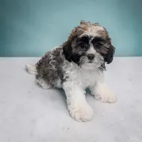 Rocky, a male Shihpoo for sale in Dundee, OH – Photo 3 of 6