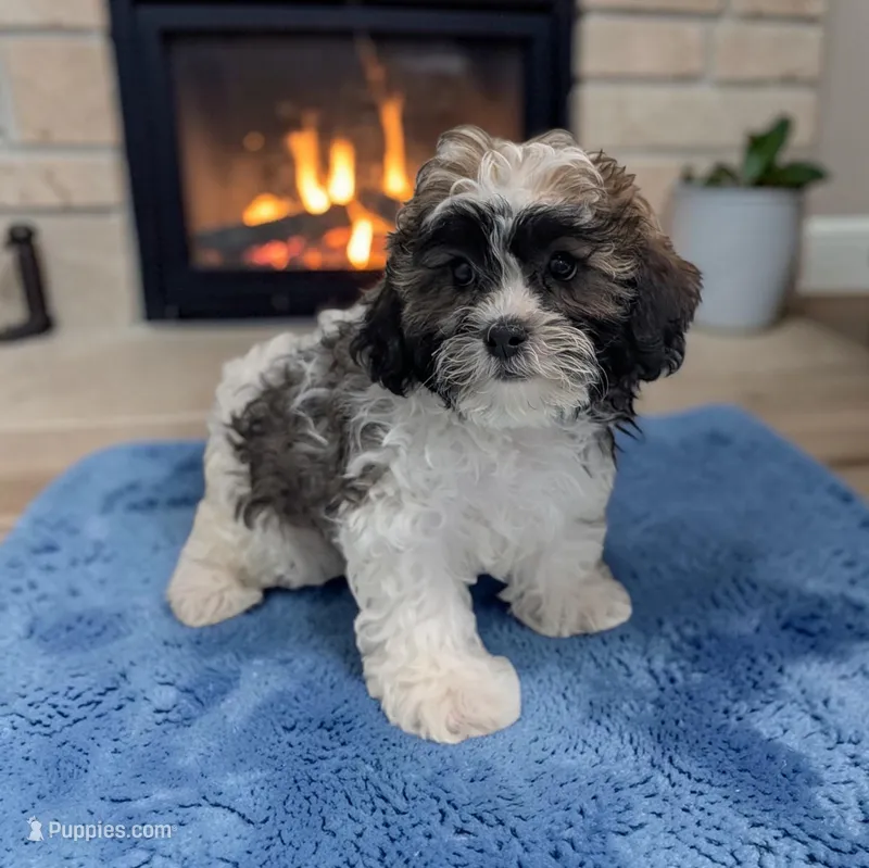 Rocky – Shihpoo puppy for sale in Dundee, OH