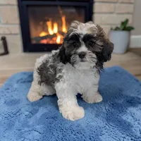 Rocky, a male Shihpoo for sale in Dundee, OH – Photo 1 of 6