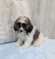 Rocky, a male Shihpoo for sale in Dundee, OH – Photo 4 of 6