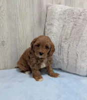 Logan, a male Cavapoo for sale in Dundee, OH – 3 of 4