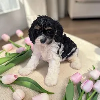 Clover, a female Cavapoo for sale in Dundee, OH – 2 of 6