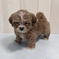Luke, a male Shihpoo for sale in Dundee, OH – 3 of 6