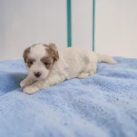 Drew, a male Shihpoo for sale in Dundee, OH – Photo 2 of 5