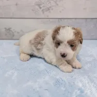 Drew, a male Shihpoo for sale in Dundee, OH – Photo 1 of 5