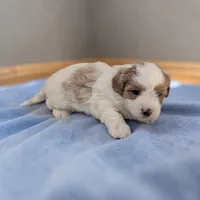 Drew, a male Shihpoo for sale in Dundee, OH – Photo 3 of 5