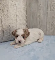 Drew, a male Shihpoo for sale in Dundee, OH – Photo 4 of 5