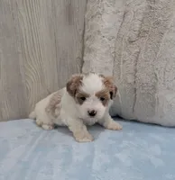 Drew, a male Shihpoo for sale in Dundee, OH – Photo 5 of 5