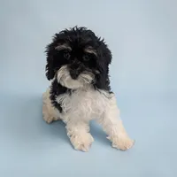 Cleo, a female Cavapoo for sale in Dundee, OH – 2 of 6
