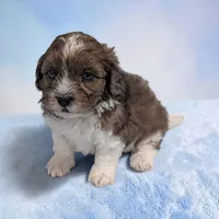 Toby, a male Shihpoo for sale in Dundee, OH – 2 of 6
