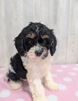 Clover, a female Cavapoo for sale in Dundee, OH – 6 of 6