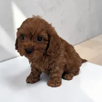Aero, a  Cavapoo for sale in Dundee, OH – 2 of 5