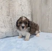 Toby, a male Shihpoo for sale in Dundee, OH – 5 of 6