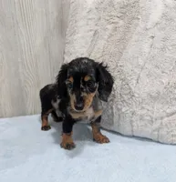 Prince, a male Miniature Dachshund for sale in Dundee, OH – 4 of 5