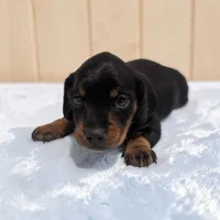 Silas, a male Miniature Dachshund for sale in Dundee, OH – 2 of 4