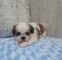 Duffy, a male Shih Tzu for sale in Dundee, OH – 3 of 5