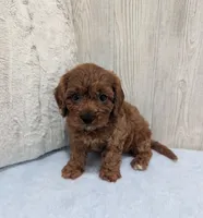 Archie, a male Cavapoo for sale in Dundee, OH – 4 of 5