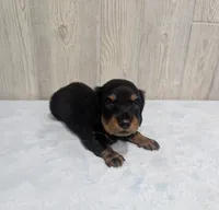 Blake, a male Miniature Dachshund for sale in Dundee, OH – 3 of 5