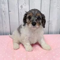 Callie, a female Cavapoo for sale in Dundee, OH – 2 of 6