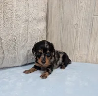 Peanut, a male Miniature Dachshund for sale in Dundee, OH – 3 of 5
