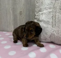 Blakely, a female Miniature Dachshund for sale in Dundee, OH – 3 of 4