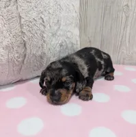 Scarlet, a female Miniature Dachshund for sale in Dundee, OH – 3 of 4