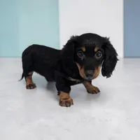 Porter, a male Miniature Dachshund for sale in Dundee, OH – Photo 3 of 6