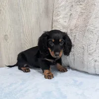 Porter, a male Miniature Dachshund for sale in Dundee, OH – Photo 5 of 6