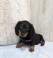Porter, a male Miniature Dachshund for sale in Dundee, OH – Photo 4 of 6