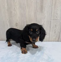 Porter, a male Miniature Dachshund for sale in Dundee, OH – Photo 6 of 6