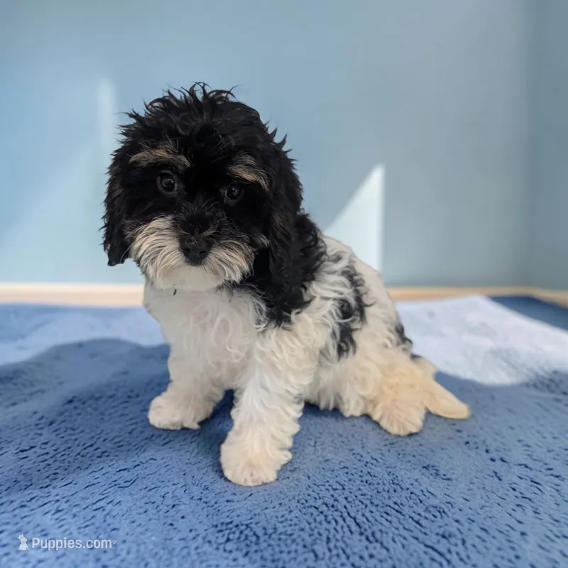 Cleo – Cavapoo puppy for sale in Dundee, OH