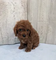 Ace, a male Cavapoo for sale in Dundee, OH – 5 of 5