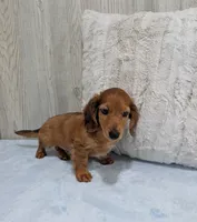 Brownie, a male Miniature Dachshund for sale in Dundee, OH – 3 of 5