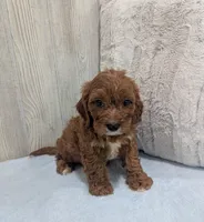 Alex, a male Cavapoo for sale in Dundee, OH – 4 of 5