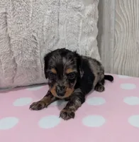 Maggie, a female Miniature Dachshund for sale in Dundee, OH – 4 of 5