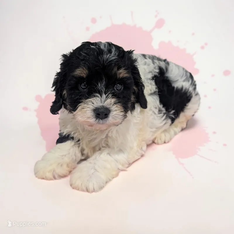 Cherry – Cavapoo puppy for sale in Dundee, OH