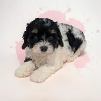 Cherry, a female Cavapoo for sale in Dundee, OH – 1 of 6