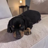 Sierra, a male Miniature Dachshund for sale in Dundee, OH – 2 of 4