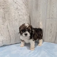 Teddy, a male Shihpoo for sale in Dundee, OH – 4 of 6