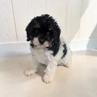Cleo, a female Cavapoo for sale in Dundee, OH – 3 of 6