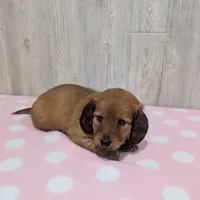 Penny, a female Miniature Dachshund for sale in Dundee, OH – 5 of 5