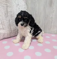 Clover, a female Cavapoo for sale in Dundee, OH – 5 of 6
