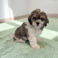 Teddy, a male Shihpoo for sale in Dundee, OH – 2 of 5